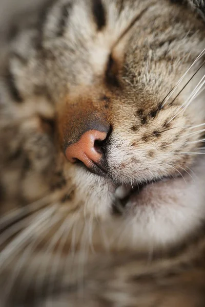 庭に滑り込む可愛い縞模様の猫 — ストック写真