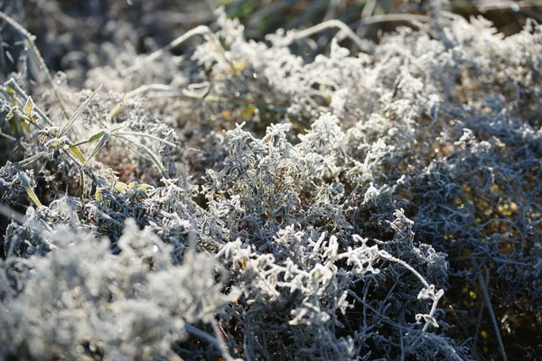 Close View Frozen Twigs Plants Field Background — Stok fotoğraf