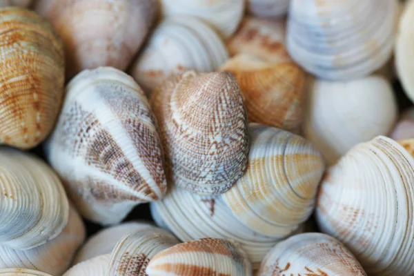 Conchas Marinas Orgánicas Colores Playa —  Fotos de Stock