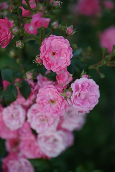 Zielone Krzewy Różowymi Różami Tle Ogrodu — Zdjęcie stockowe