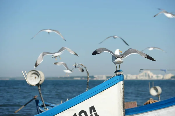 Gaivotas Barcos Pesca Costa — Fotografia de Stock
