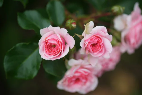 Doftande Och Vackra Rosor Buskar Gården Bakgrund — Stockfoto