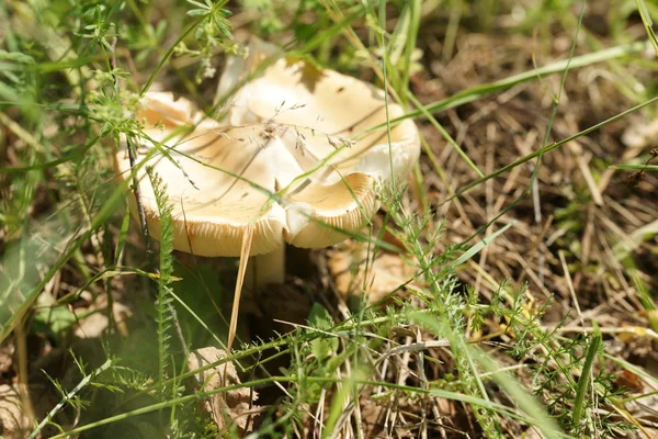 Cogumelo Chão Floresta Com Fundo Folhas — Fotografia de Stock