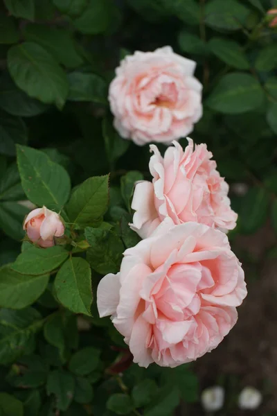 Floreciendo Hermosas Rosas Rosadas Sobre Fondo Arbustos Verdes — Foto de Stock