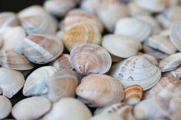 Lots Colored Seashells Beach Background — Stock Photo, Image