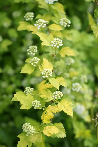 Green Bushes White Flowers Garden Background — Stock Photo, Image
