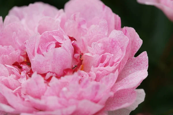 Bloeiende Roze Pioenroos Bloemen Tuin Achtergrond — Stockfoto