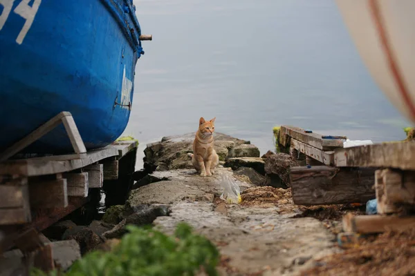 Şirin Kırmızı Kedi Deniz Kıyısında Balıkçı Teknelerinin Yanında Oturuyor — Stok fotoğraf