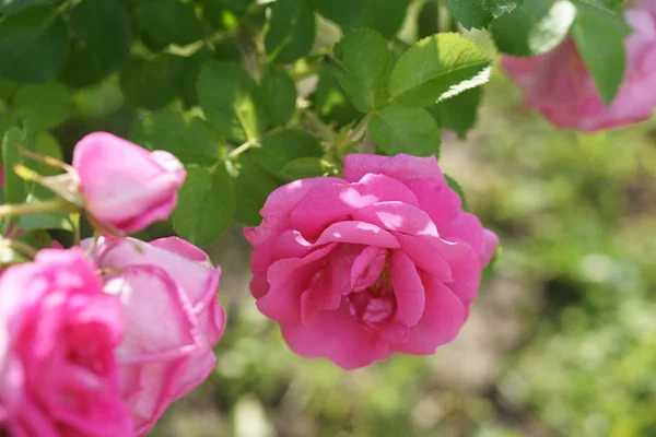 Fantastisk Blommande Rosa Rosor Trädgård Bakgrund — Stockfoto