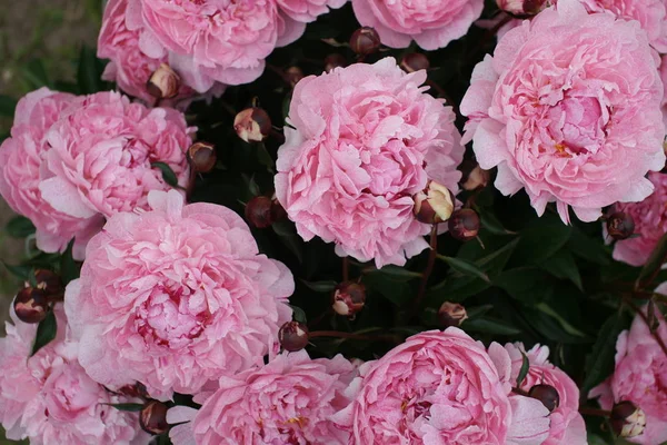 Schöne Frische Rosa Pfingstrosen Wachsen Auf Büschen Auf Hof Hintergrund — Stockfoto