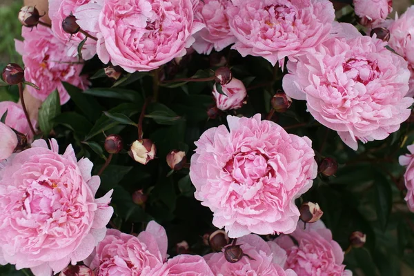 Ροζ Όμορφες Παιώνιες Μεγαλώνει Θάμνους Στο Φόντο Αυλή — Φωτογραφία Αρχείου