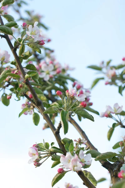 Manzanos Florecientes Ramas Frutales Con Flores Huerto — Foto de Stock