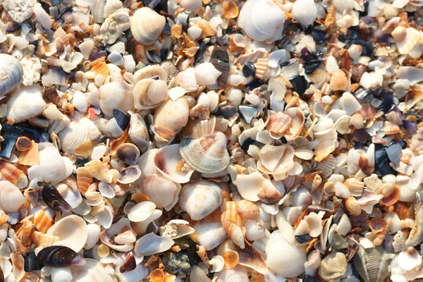 Крупним Планом Вид Черепашки Пляжі — стокове фото
