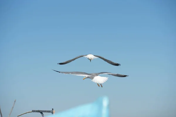 Seagulls Fishing Boats Shore — Stock Photo, Image