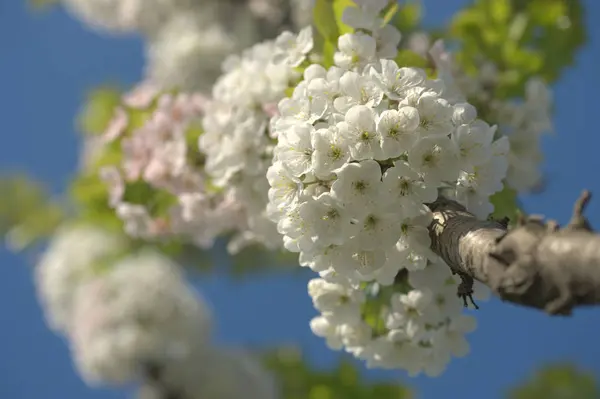 Bahçede Çiçek Açan Elma Ağaçlarının Küçük Beyaz Çiçekleri — Stok fotoğraf