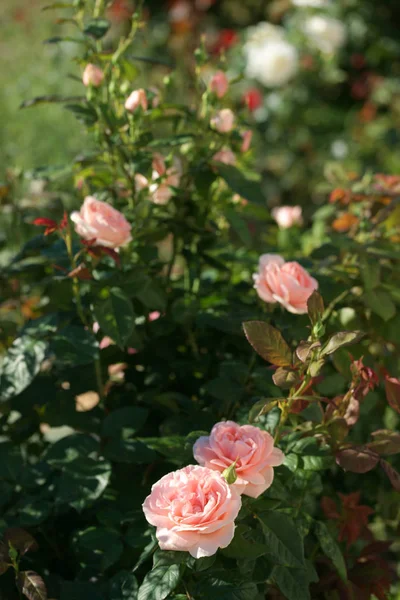 Rosas Exuberantes Hermosas Los Arbustos Verdes — Foto de Stock