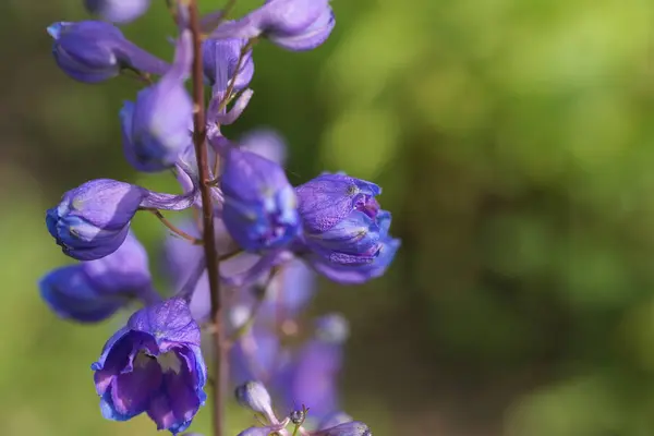 Lila Blühende Blumen Garten Hintergrund — Stockfoto