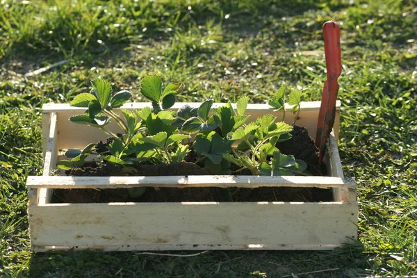 Aardbeienzaailingen Een Houten Doos — Stockfoto