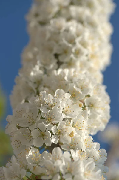 Flores Brancas Árvores Fruto Maçã Ramos Quintal — Fotografia de Stock