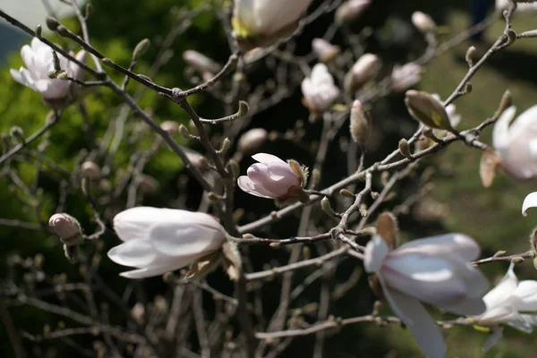 Little White Flowering Magnolia Flowers Twigs Park Background — Stock Photo, Image