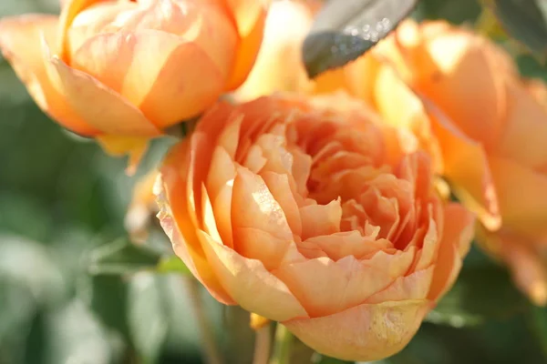 オレンジの桜の花束を間近で見ることができ — ストック写真