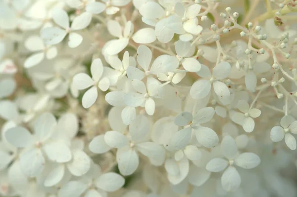 Flowering Acacia Trees Branches White Flowers Garden — Stock Photo, Image