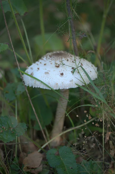 Kleine Witte Paddestoel Groeien Bos Bladeren Achtergrond — Stockfoto