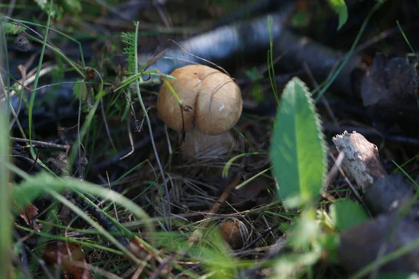 Little Brown Mushroom Growing Ground Foliage Forest Background — ストック写真