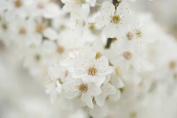 Primo Piano Fiori Bianchi Fioriti Meli Giardino — Foto Stock