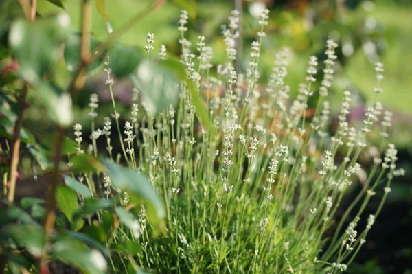 Des Buissons Verts Fleuris Avec Des Fleurs Dans Fond Jardin — Photo