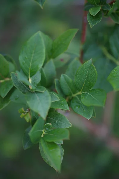 Planta Verde Jardim Perto — Fotografia de Stock