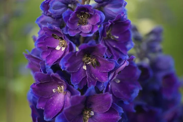 Hermosas Flores Púrpuras Creciendo Fondo Del Jardín — Foto de Stock