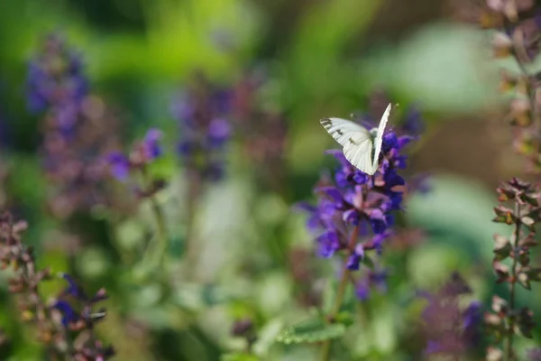 Borboleta Situada Sálvia Roxo Floração Fundo Jardim — Fotografia de Stock