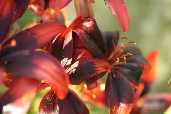 Hermosos Lirios Flor Sobre Fondo Jardín — Foto de Stock