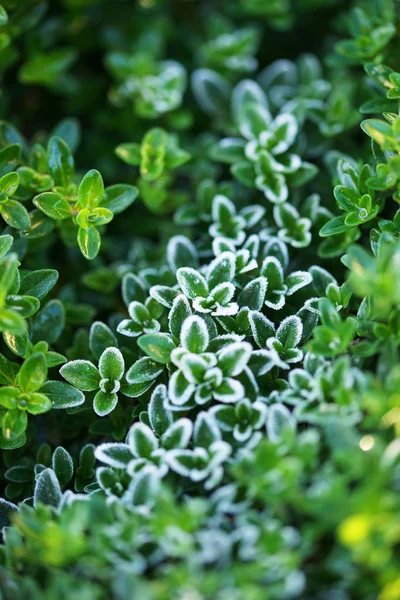 Hoarfrost Las Hojas Verdes Planta Del Tomillo Fondo Los Arbustos —  Fotos de Stock