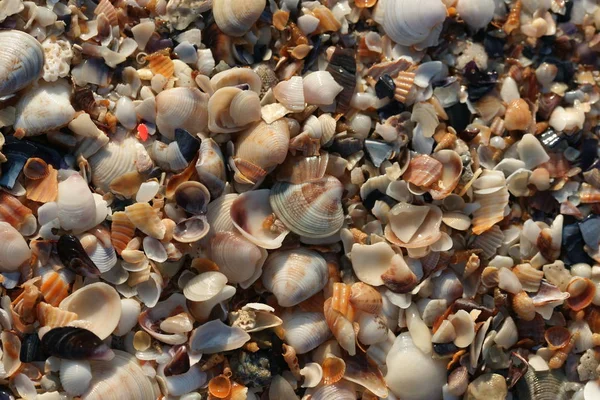 Close View Seashells Beach — Stock Photo, Image