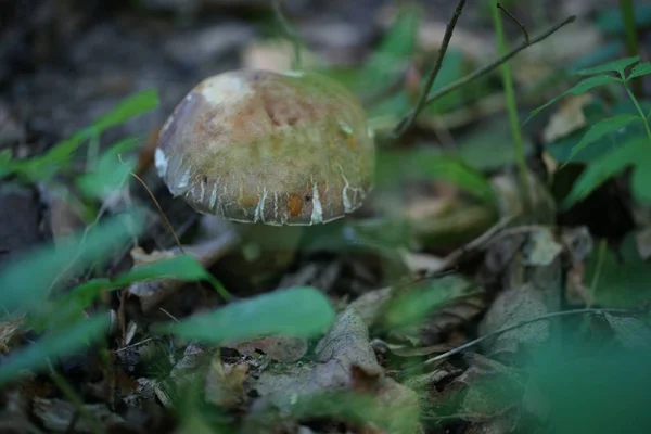 Mushroom Forest Ground Leaves Background — 스톡 사진