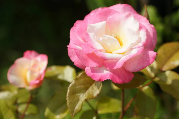 Fantastisk Blommande Rosa Rosor Trädgård Bakgrund — Stockfoto