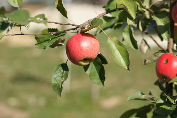 Dojrzałe Jabłka Drzewie — Zdjęcie stockowe