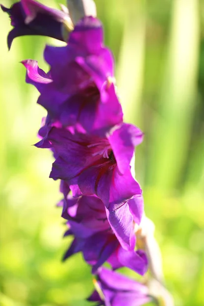 Las Flores Gladiolus Púrpura Cierran —  Fotos de Stock