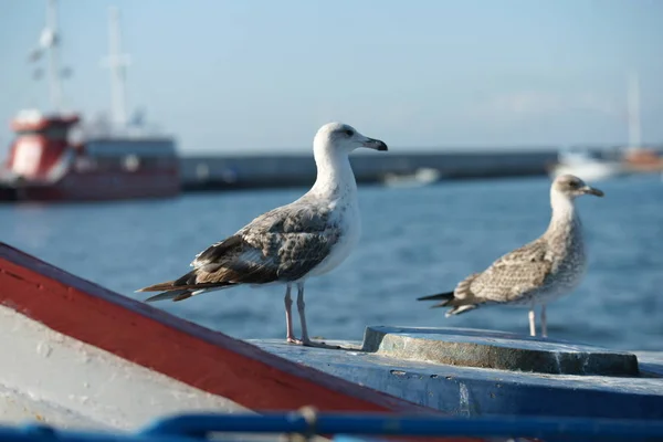 Gaivotas Barcos Pesca Costa — Fotografia de Stock