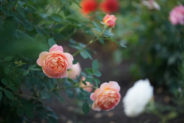 庭に緑豊かなバラを咲かせるオレンジ — ストック写真