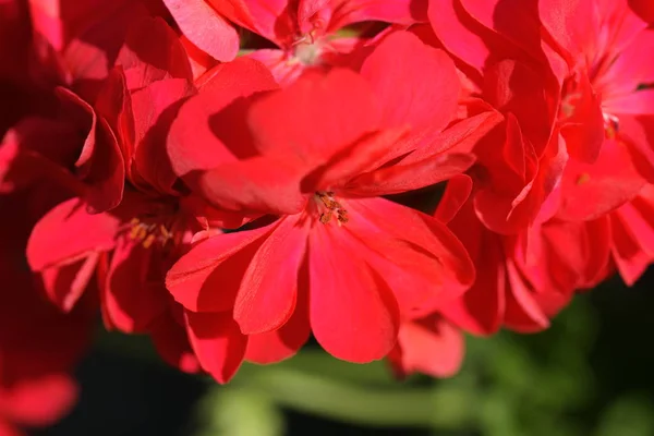 Geranium Flowers Close — Stock Photo, Image