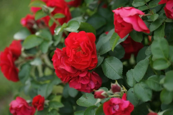 Rood Verbazingwekkende Weelderige Rozen Struiken Tuin Achtergrond — Stockfoto