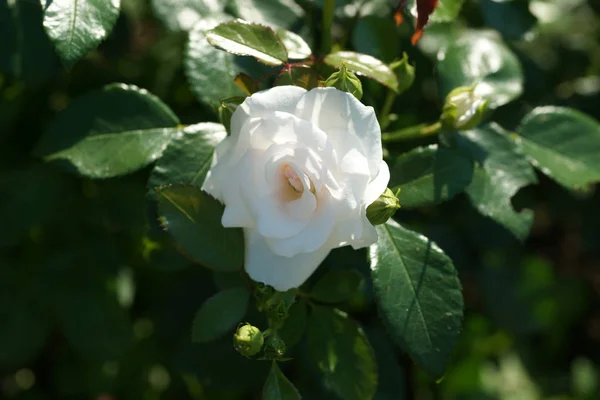 Flor Blanca Rosa Fondo Del Jardín — Foto de Stock