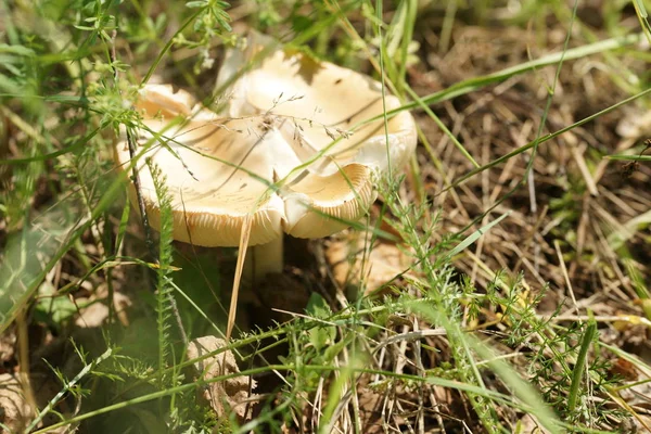 Paddenstoel Bosgrond Met Bladeren Achtergrond — Stockfoto