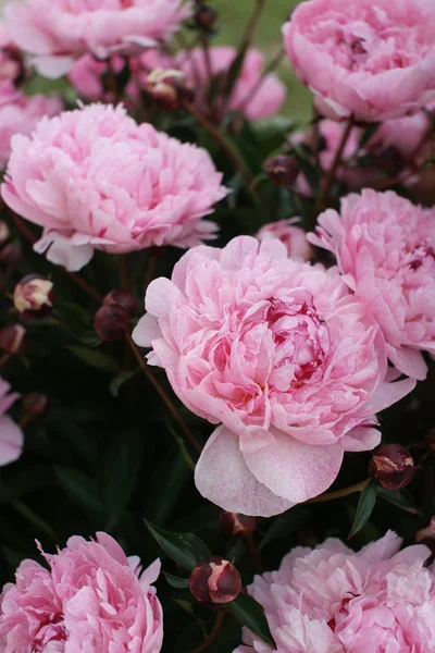 Rosa Belle Peonie Che Crescono Cespugli Sfondo Cortile — Foto Stock