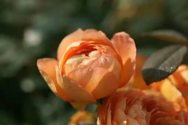 Close View Blooming Orange Sakura Roses Bouquet — Stock Photo, Image