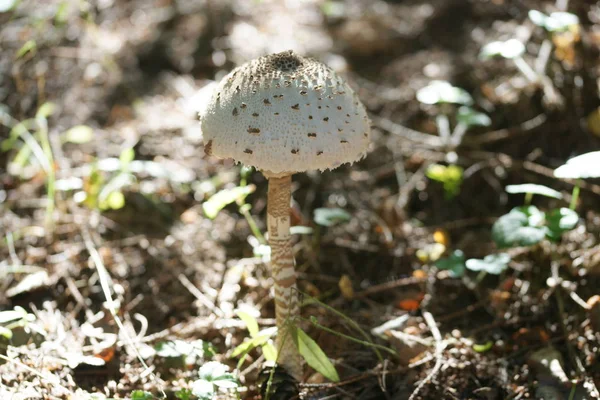 Cogumelo Chão Floresta Com Fundo Folhas — Fotografia de Stock