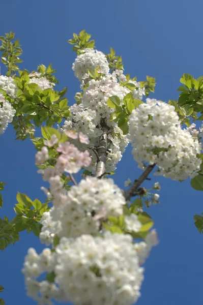 Pequenas Flores Brancas Árvores Fruto Maçã Floridas Ramos Quintal — Fotografia de Stock